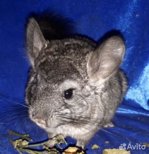 Шиншиллы носители а и фиол