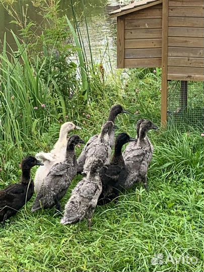 Индийский бегунок. Яйцо инк. Утята бегунок