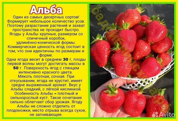 Саженцы клубники