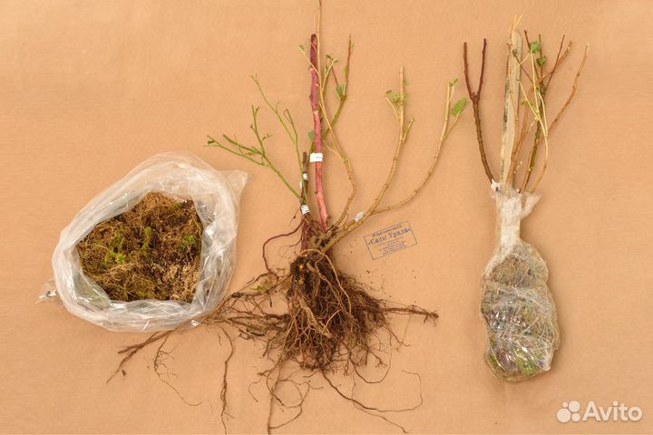 Жимолость Тундра, саженцы окс, питомник Сады Урала