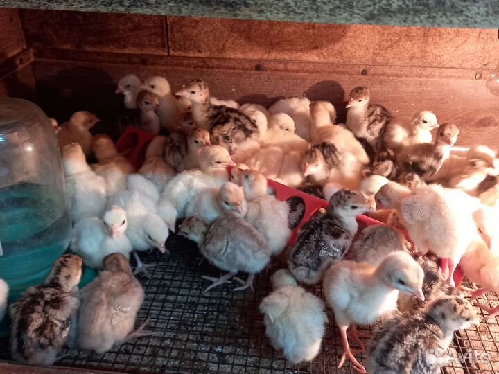 Инкубационное яйцо индейки,индюшата, индейки