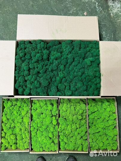 Стабилизированный мох ягель, кочка, пластовой