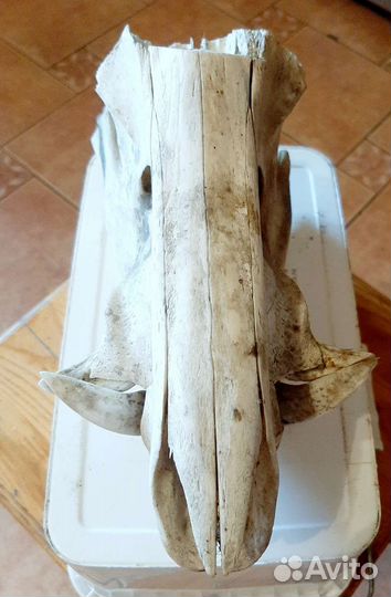 Череп секача