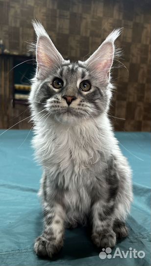 Котята мейн-кун