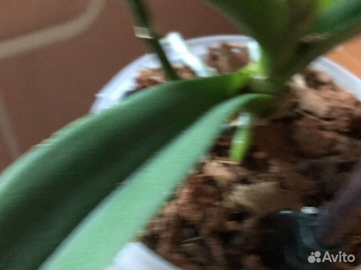 Орхидея фаленопсис