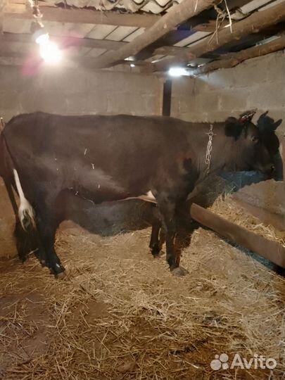 Корова(Телочка)