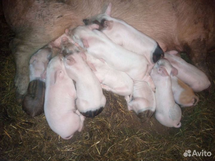 Поросята