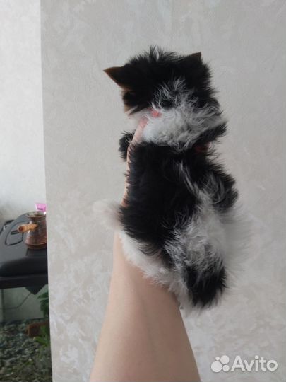 Щенки бивер