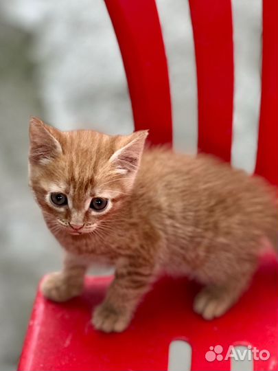 Котенок мальчик бесплатно