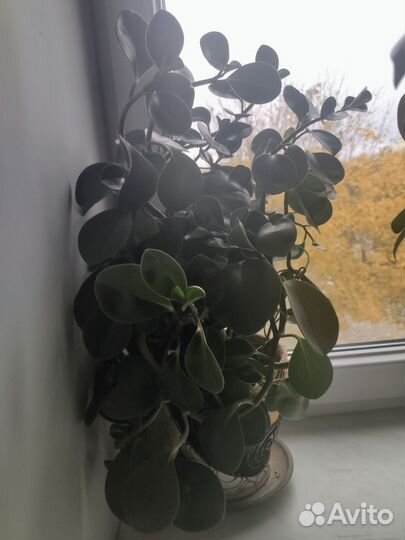 Пеперомия туполистная взрослая и малыши