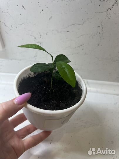 Мандариновое дерево (каламондин)