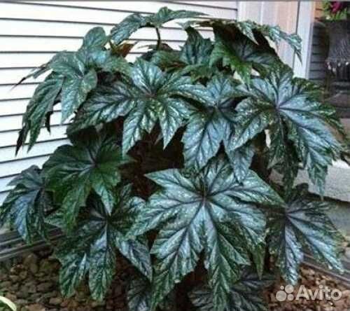 Королевская Бегония Грифон