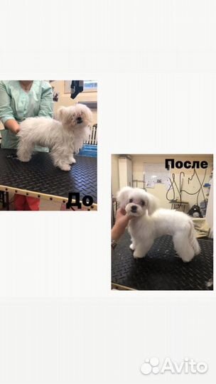 Грумер на дом