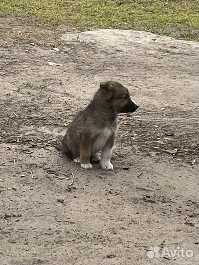 Хаски отдам в добрые руки бесплатно