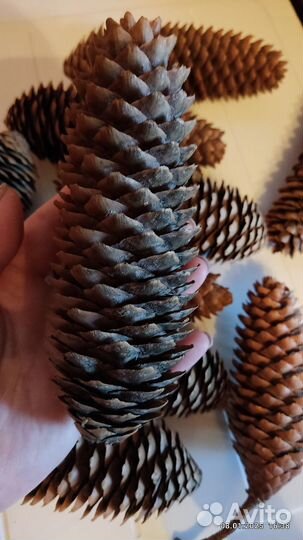 Рождественские Еловые Шишки