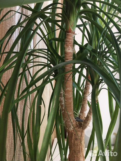 Бокарнея нолина