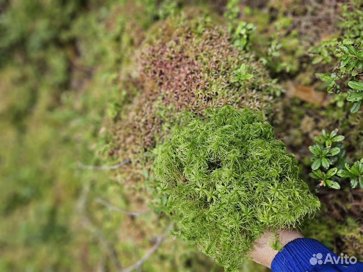 Мох чистый + кора + хвойный опад