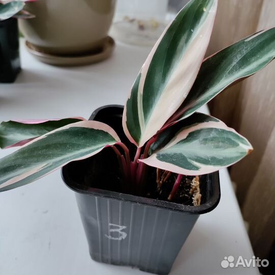 Страманта триколор