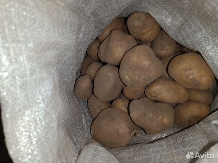 Продам картофель на корм скоту