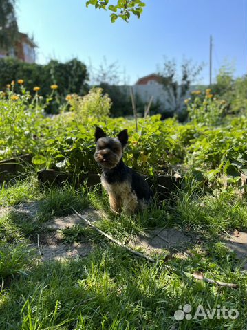 Йоркширский терьер вязка