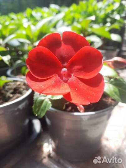 Петуния ампельная вегетативная