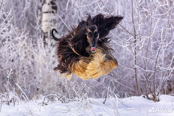Афганская борзая щенки