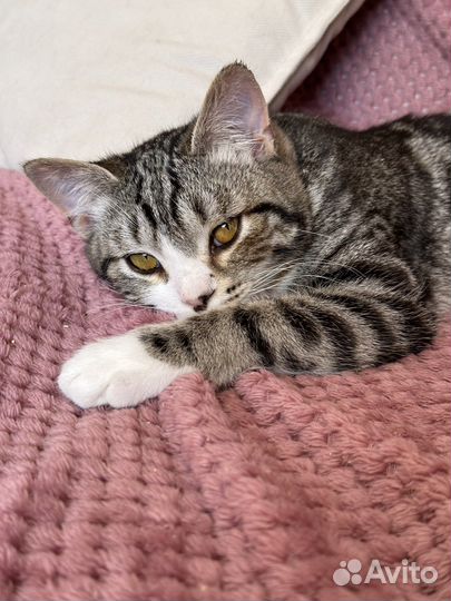 Котенок в добрые руки