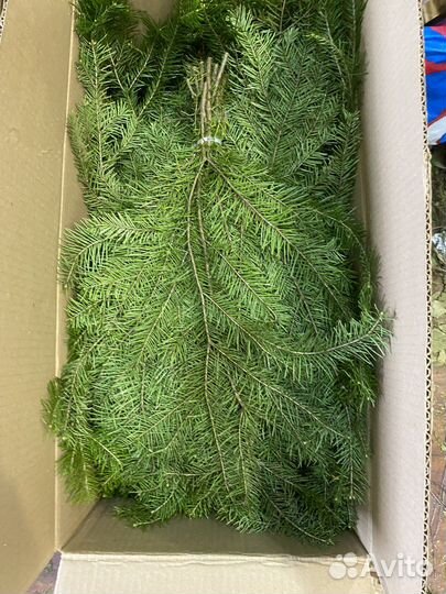 Для бани веники Пихтовые