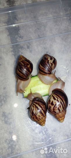 Улитки ахатины