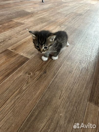 Котята бесплатно