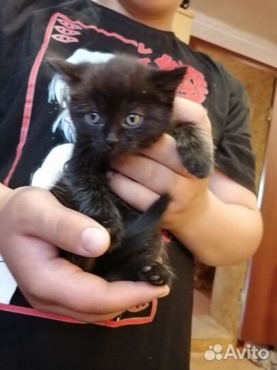 Котенок в дар бесплатно, в добрые руки