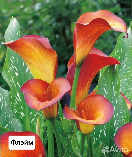 Растения цветы для сада