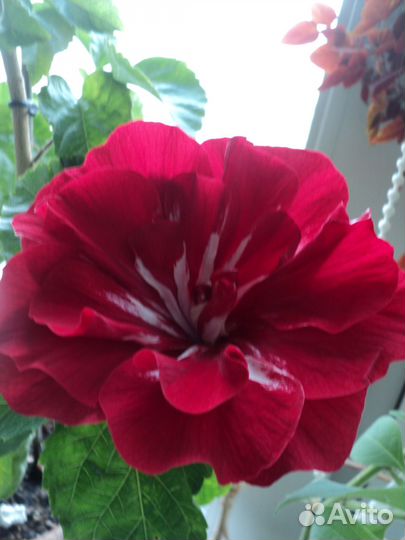 Свежесрезанные черенки экзотических растений