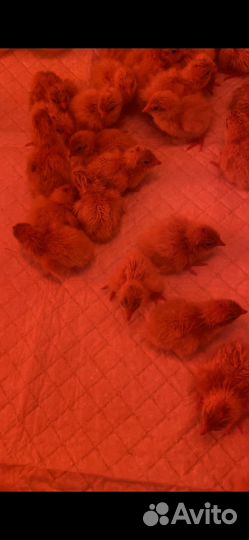 Перепелята суточные