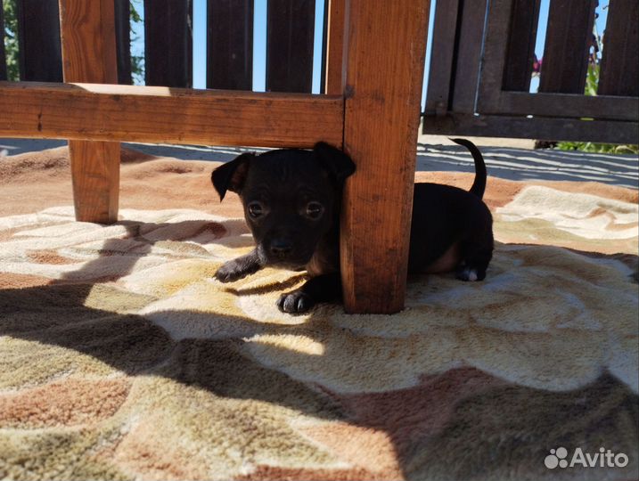 Мини той-терьер