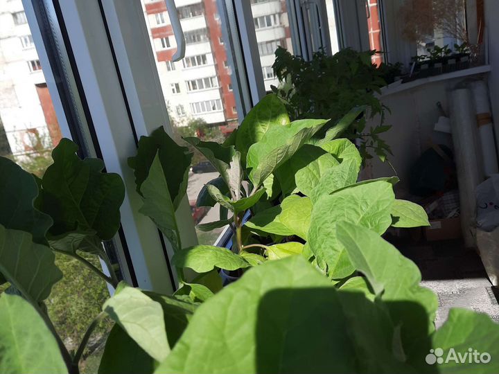 Рассада помидор,перцев,баклажан,петуний