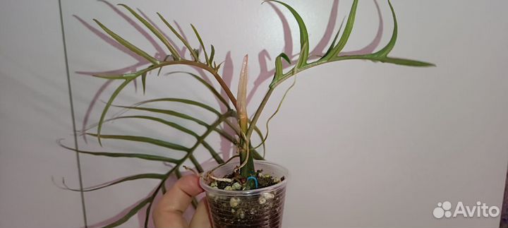 Ароидные 3 Обновлено 28.10