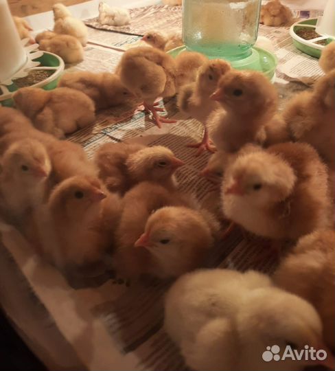 Цыплята цветной бройлер Рэд бро