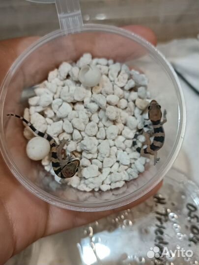 Геккон Triedrus