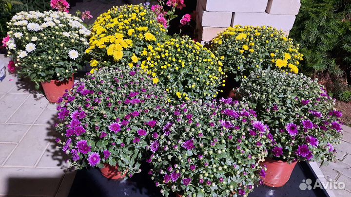 Хризантемы мультифлора