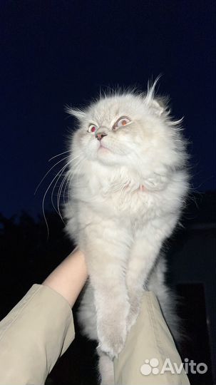 Продаю котенка