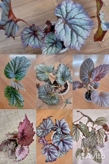 Фиалки сортовые,бегонии декоративно лиственные