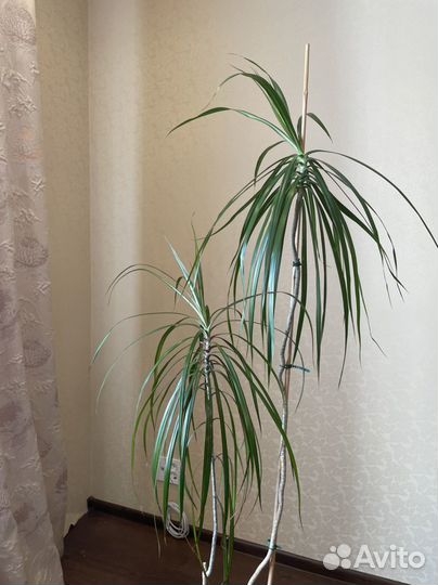 Драцена в керамическом горшке