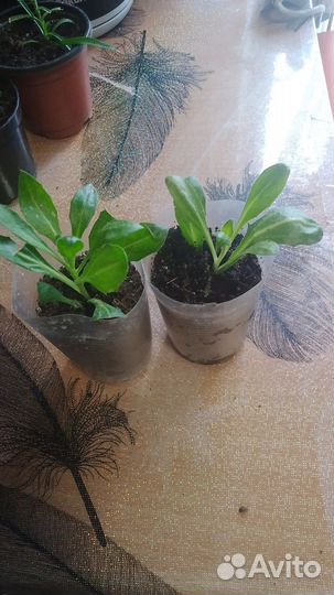 Ампельные растения