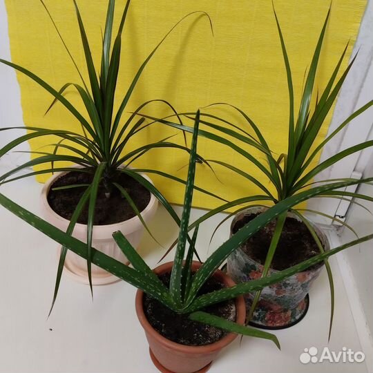 Алое вера, драцена пальма