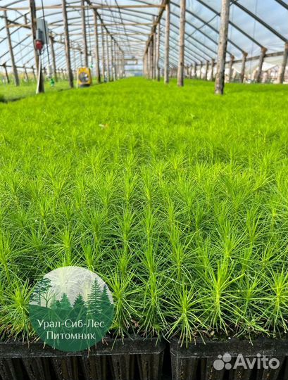 Зкс и окс Сосна Ель Лиственница сеянцы Голуб горн