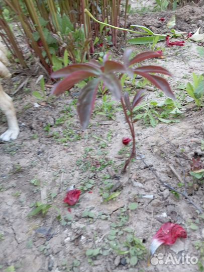 Пионы саженцы бордовый