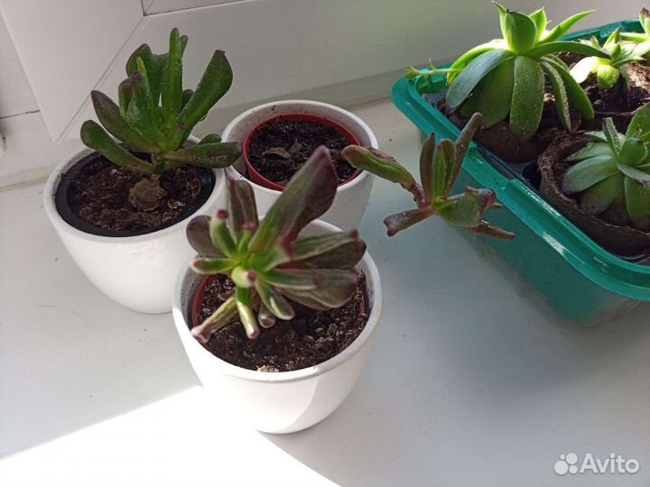 Рассада многолетних цветов