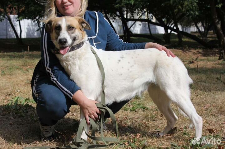 Скарлет прозибает в приюте