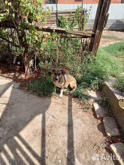 Маленькая собака в добрые руки бесплатно